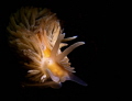   Aeolidiella glauca  